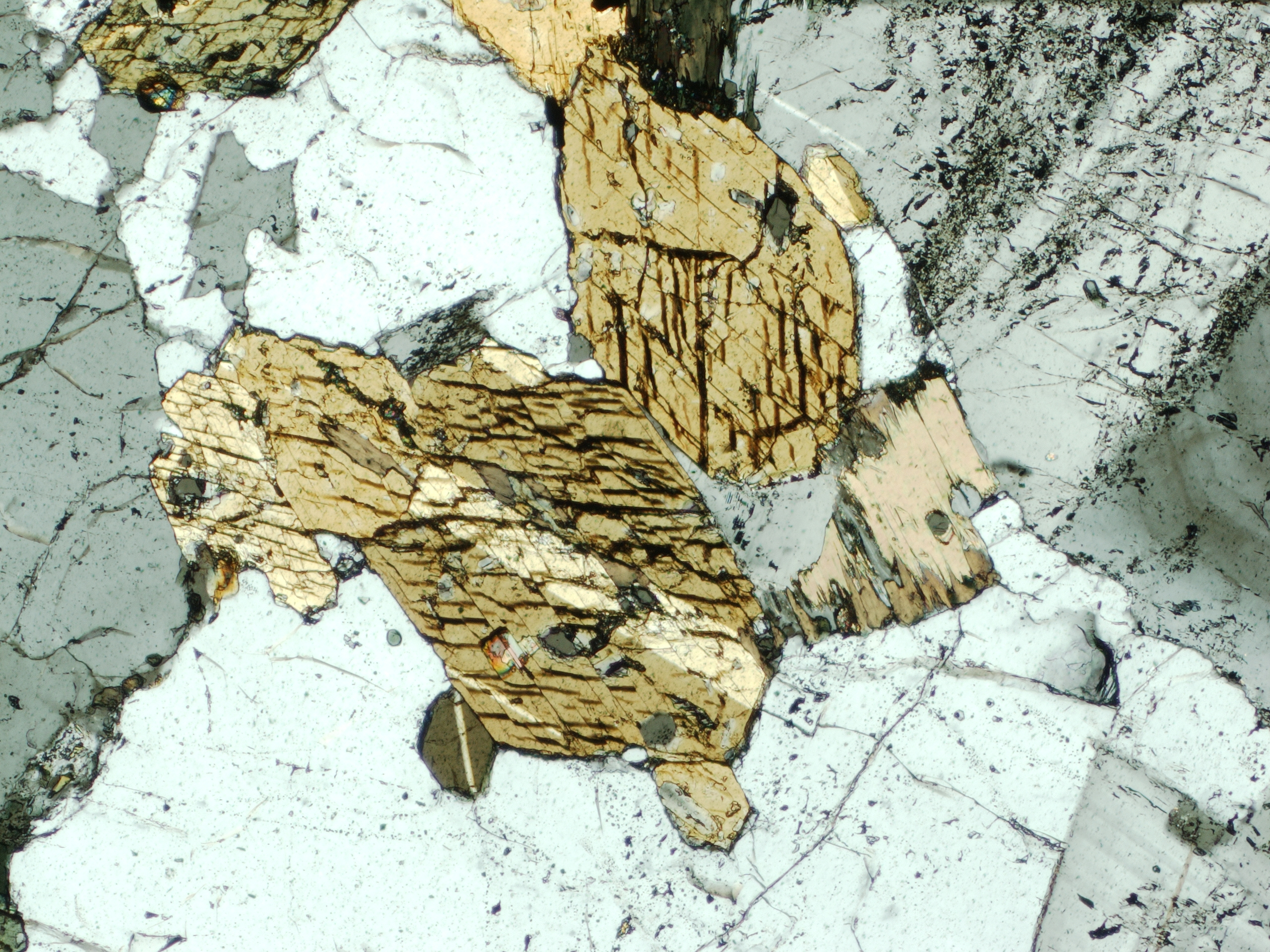 amphibole in thin section